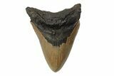 Serrated, Fossil Megalodon Tooth - North Carolina #245878-1